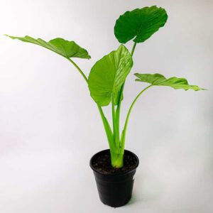 אלוקסיה אוזן פיל