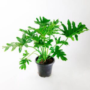 פילודנדרון סאלום (ביפי)