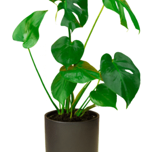 מונסטרה דליסיוסה