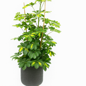 שפלרה שיחית