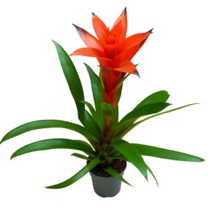 גוזמניה אדומה