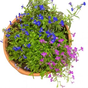 לובליה - Lobelia