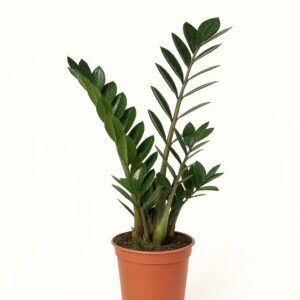 זמיה קוקוס – צמח ירוק חזק ועמיד לבית ולמשרד