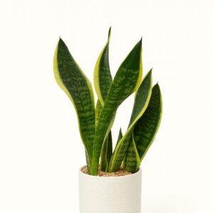 סנסיווריה מעוצבת בעציץ פרימיום