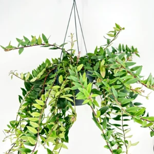 אשיננטוס ‘קרוליין’ – Aeschynanthus Caroline