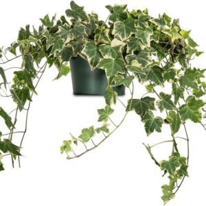 קיסוס מגוון